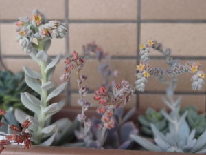 多肉植物の花(トップスプレンダー、デビー、霜の朝)